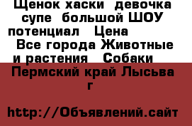 Щенок хаски, девочка супе, большой ШОУ потенциал › Цена ­ 50 000 - Все города Животные и растения » Собаки   . Пермский край,Лысьва г.